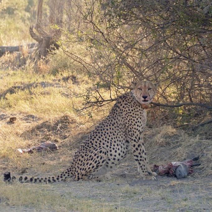 Cheetahs become more nocturnal on hot days. Climate change may trigger fights among predators